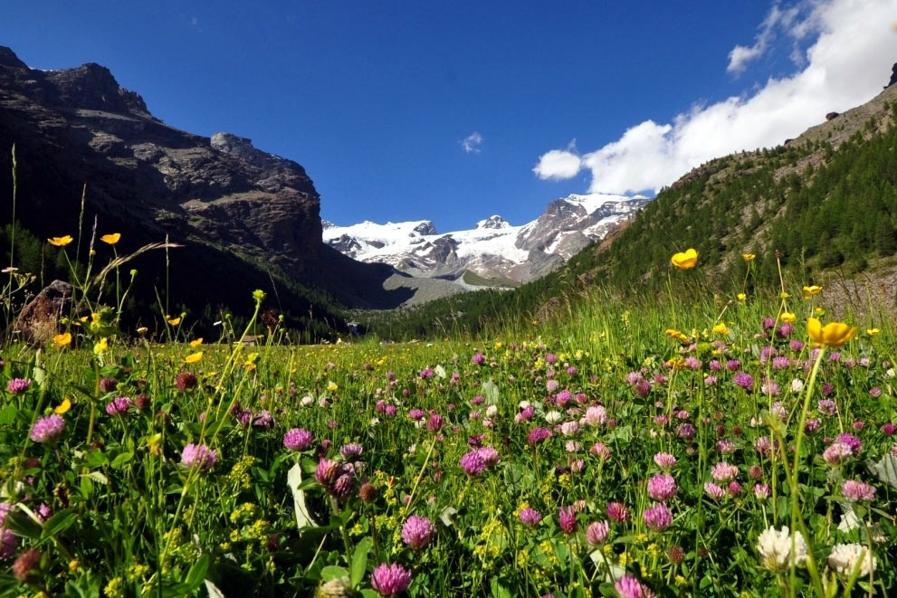 Champoluc
